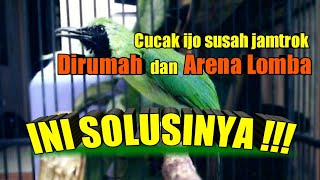 CARA CEPAT MEMBUAT CUCAK IJO NGENTROK DI RUMAH MAUPUN DI ARENA LOMBA