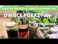 Owoce pokrzywy- nie tylko dla urody. Cenny surowiec, kosztowny, rzadko spotykany w sklepach.