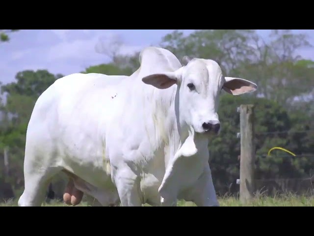 LOTE 05 PIER FIV TERRA BOA BOA A3038