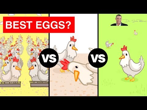 Video: Rozdíl Mezi Cage Free A Free Range