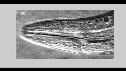 C. elegans feeding on 0.75 µm diameter polystyrene beads