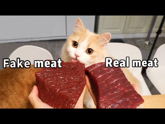 【花花与三猫】人造肉or真牛肉？测试猫咪能否分辨！橘猫：有区别吗？