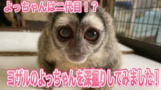 ヨザルのよっちゃんを深掘り！！癒しのアイドルよっちゃんはこれまでどう過ごしていたのか？