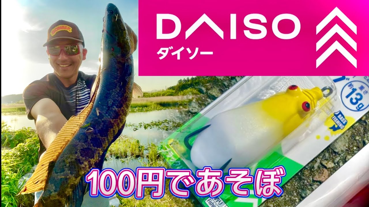 DAISO【ダイソー】フロッグ最強伝説！！ 百均のカエルであそぼ