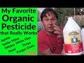 My New Favorite Natural & Organic Pesticide That Really Works