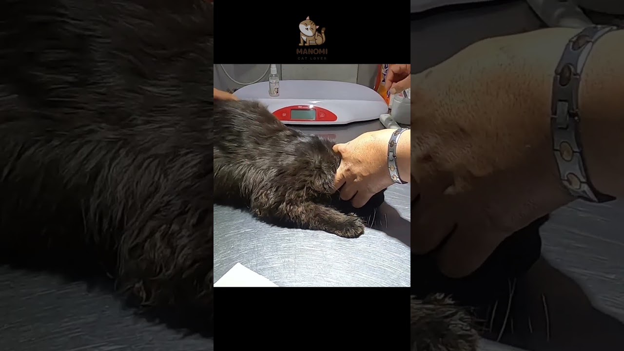 bathing cat angry  cat tips for manomi cat lovers