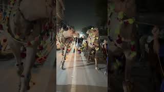 Camel Kiss Cows Squad On Road