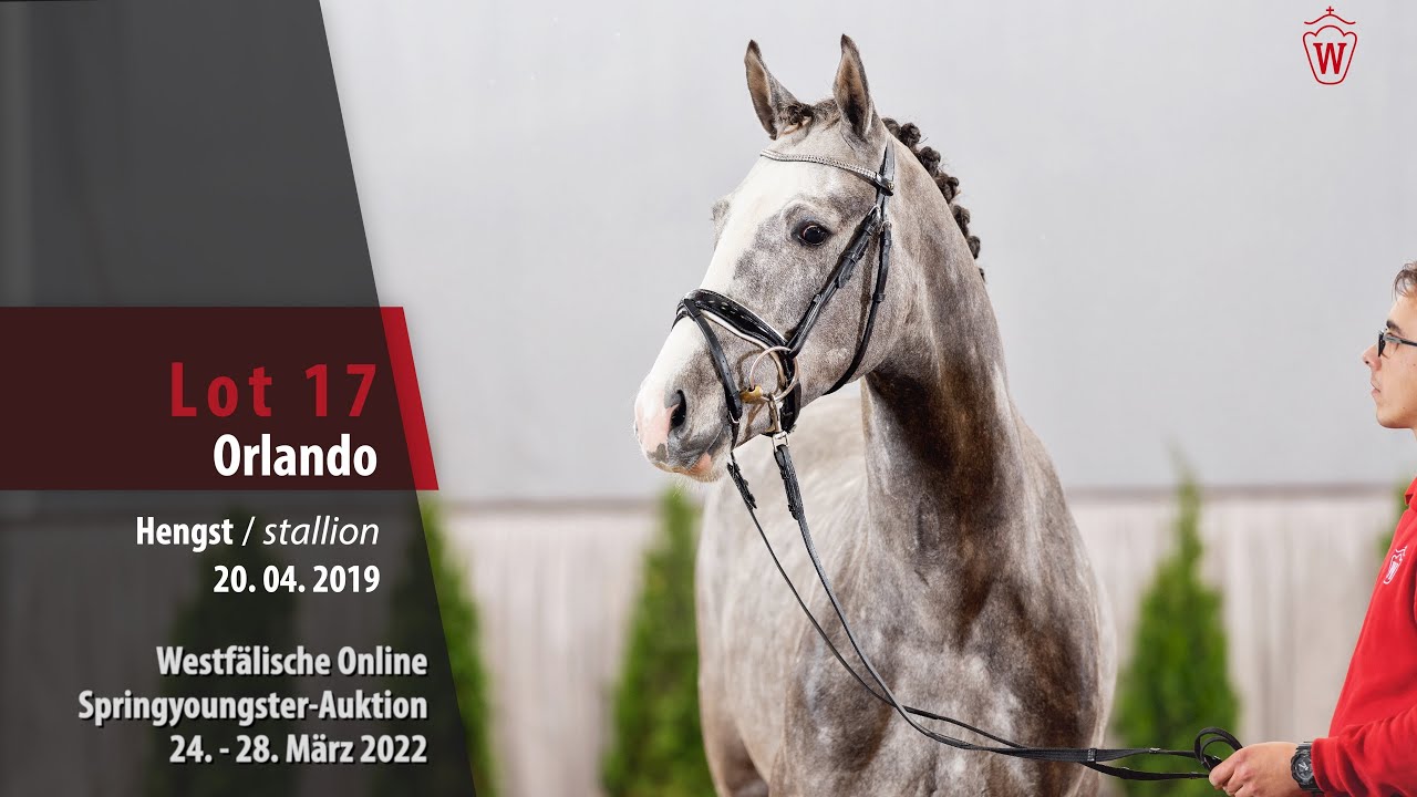 Online Auktion Youngster Springen Lot 17 Orlando Hengst v.