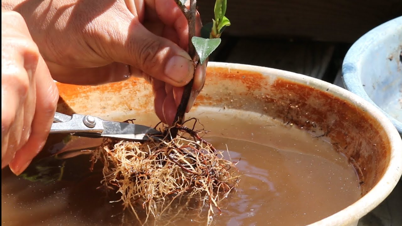 Camellia repotting 出雲香の植え替え YouTube