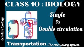 Class 10 -Biology- Transportation-Single versus Double circulation