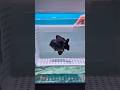 Elegant Jet Black Oranda | Cá vàng Oranda đen sang trọng và bí ẩn #aquarium #fishtank