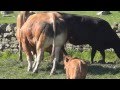 Commercial Limousin Cattle on The Steel Farm, Northumberland