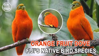 Journey to the Rainforest Canopy: Spotting the Orange Fruit Dove Bird Sounds (Ptilinopus victor)