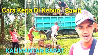 INI cara kerja kelapa sawit di kalimantan barat, Mulai dari Panen sawit dan Muat sawit