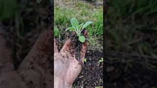 Planting lambs ear - grown from seed