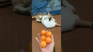 Marble run 🔵blue balls #satisfying #asmr #cat #marblerun #cute #kucinglucu