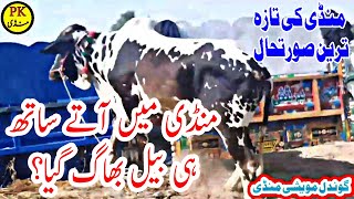 Mandi mai Aaty Sath hii Bull Bhag Gaya  Latest Update Gondal Mandi 2021 || Pk Mandi