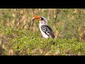 Jackson&#39;s Hornbill in Kenya