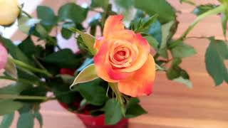 schöne Blumengeschenke für jeden Anlass 👍