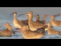 Wetland loss in the yellow sea