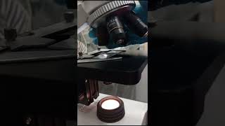 Date Peel Under the Microscope 🌴 | Discover the Sweet Layers Up Close