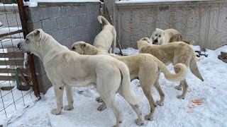 Beyaz Aslan Aşi̇reti̇