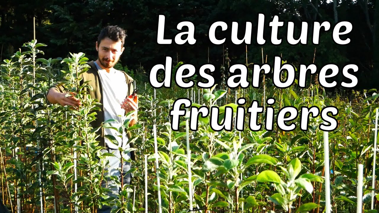 Présentation de la pépinière d'arbres fruitiers - Année 1