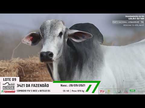 LOTE 09