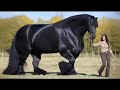 Most Expensive Horses in the World — Their Unbelievable Stories!”