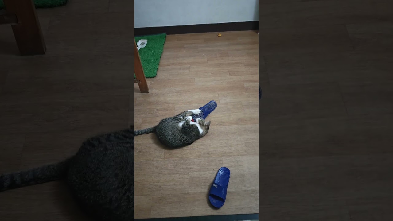 Sorry hooman, the slipper must join the game 🎮🐾😼 |