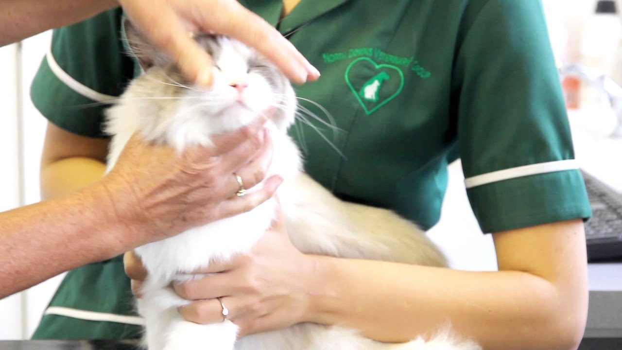 how to give medication to a cat