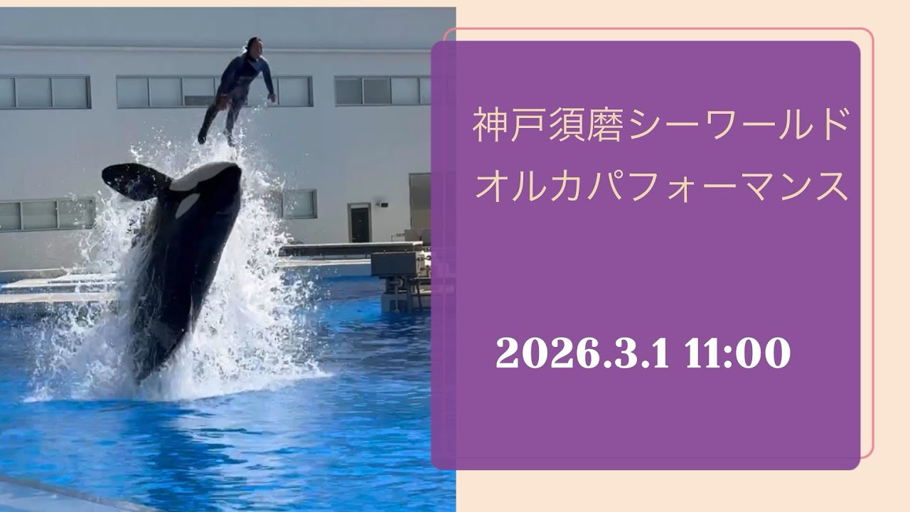 神戸須磨シーワールド　オルカパフォーマンス　2026.3.1 11:00