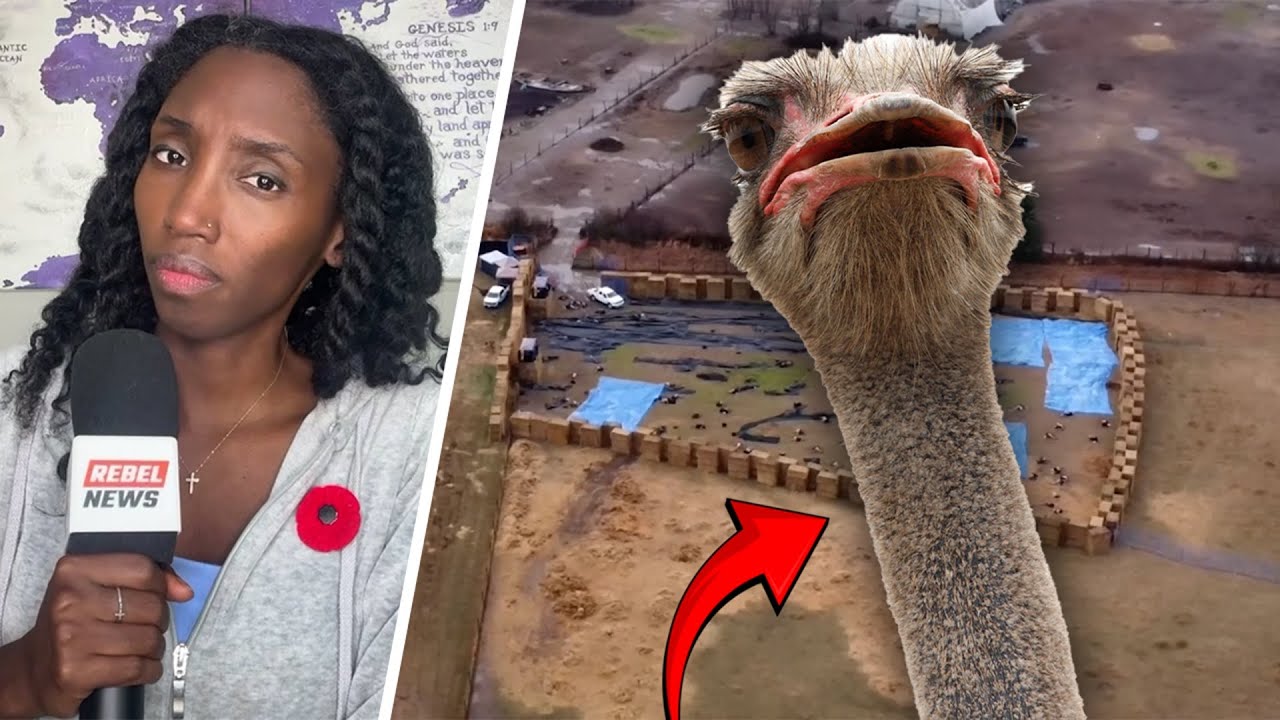 Humane or Horror? Whistleblower calls CFIA ostrich cull ‘barbaric’ and ‘inhumane’