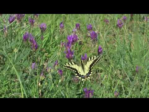 Видео: Пеперудите са съучастници на вещиците? - Алтернативен изглед