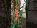 new plant