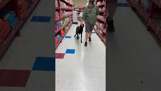 Sirius - American Belgian  Malinois Rescue
