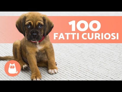 Video: 19 progetti fai-da-te per amanti dei cani