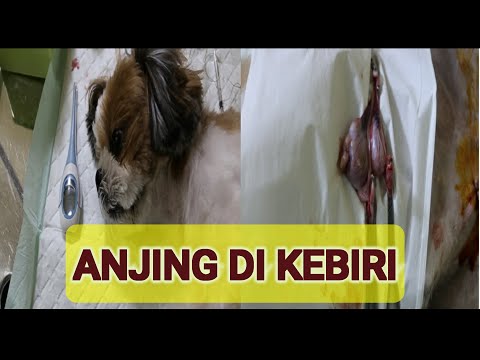 Video: Adakah pengebirian baik untuk anjing?