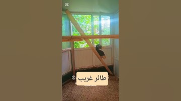 هَـٰذَا خَلْقُ اللَّهِ#سورة_لقمان#قران_كريم #قرآن #حيوانات#طيور#ببغاء#عصافير#حديقة_حيونات#الدوسري