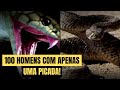 AS COBRAS MAIS VENENOSAS DO MUNDO