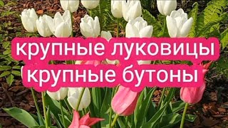 Когда лучше обрезать тюльпаны 🌷