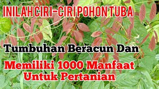 Characteristics of Tuba Trees and Roots That Have Potential as Botanical Pesticides