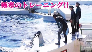Download Lagu シャチパフォーマンストレーニング!! 鴨川シーワールド シャチトレーニング KamogawaSeaWorld  orca killerwhale MP3