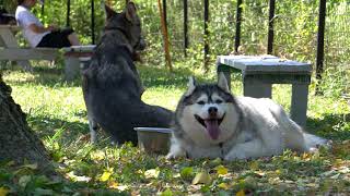 【４K】久々のランで走らないお犬たち【試し撮り】