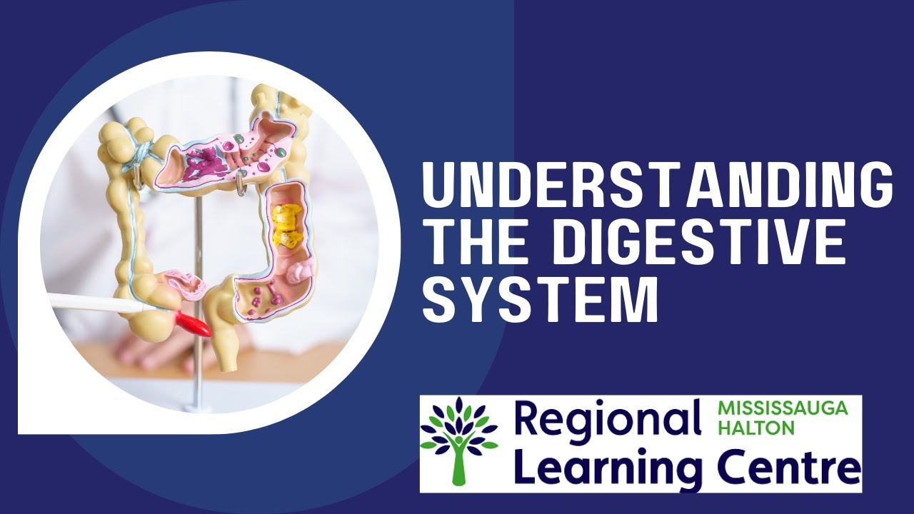 Understanding the Digestive System - YouTube