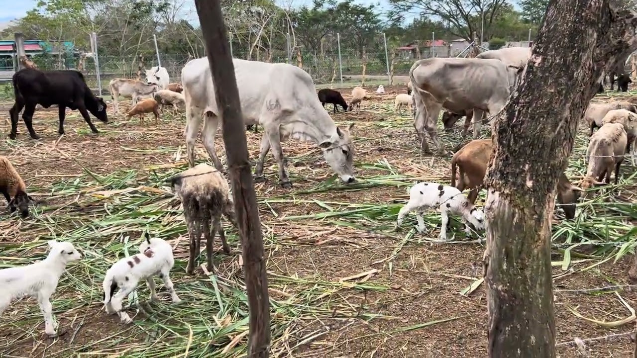 3 de febrero de 2026