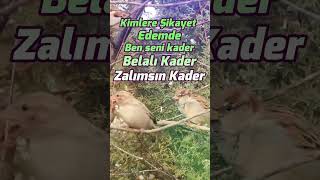 Belalı Kader - Adem Bacel Resimi