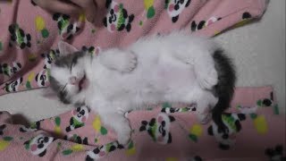 Mom wants to pet sleeping kitten.