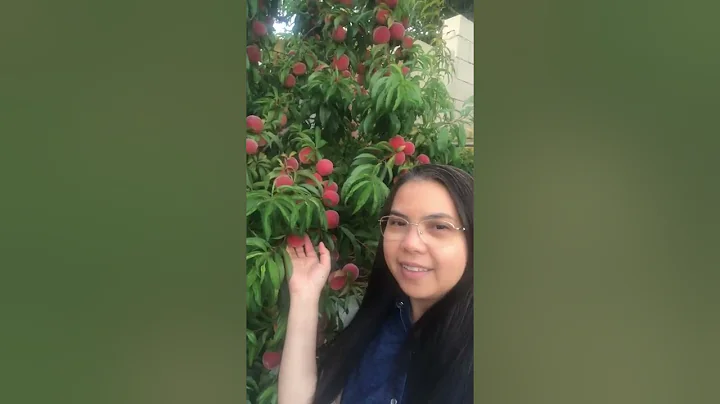 My 7 years old Peach tree.