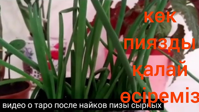 Бетіне блять